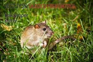 Rotte - rottebekæmpelse hos VJSK
